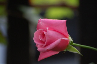 2002.1 Manuela-Rose Nachzüchtung