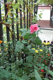 2002.2 Manuela-Rose Nachzüchtung