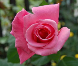 2002.3 Manuela-Rose Nachzüchtung