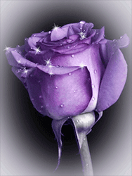 Rose_mit_Glitzer_188x250px